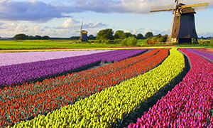 immagine di Olanda