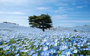 Fukuoka